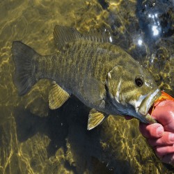 Smallmouth bass