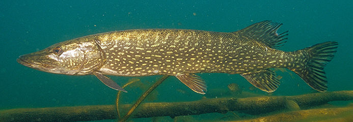 Pike