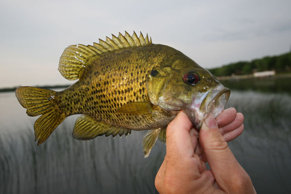 Rockbass